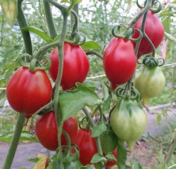 画像2: 自然栽培トマトジュース180ml×5本セット