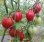 画像2: 自然栽培トマトジュース180ml×5本セット (2)